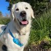 Kevin The Golden