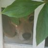 ringothebeagle7