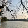 viet_vu_1619