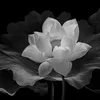 _levananh1982