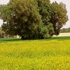 mhayaouihocine