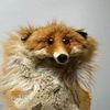 around802feralraccoons