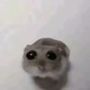 camern11111