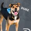 Duke Campbell