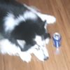 huskywithbebsi