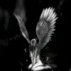 star_dunya