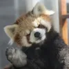 dexseff