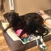 twodogs_onecamper