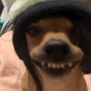 jesse.rl