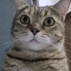 jojo_catstory