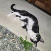 dexter_8000
