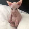 followlemurgemurimesedup