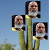 retired_lebron_cactus