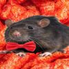 cheeto_mouse_1200