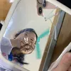 echctee