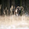 animals_lives_matter