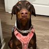 brooklyntini11