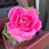 sanoo_mansour