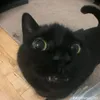 tiktok_evadeo.com