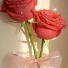 ayazmughal7016