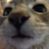 wonicat_