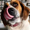 beagles.ds