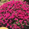 farzana_272