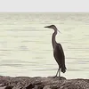 akah565