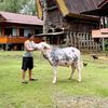 rumah_saleko