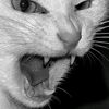 retplepet