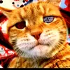 pawsdiirx