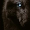 killerwolf1980