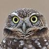 owlbert_einstein