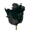 tulipanineri