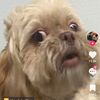 doggiesbff