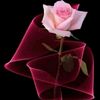 zizo__9495