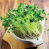 microgreen_surgut