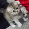 lulu.ab6