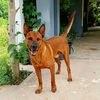 แงซาย Thai Ridgeback & Family