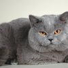 dymwlqfi8526