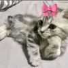 celineaboufalah