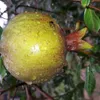 nooralzahra3664