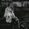 kamron_mma