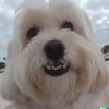 philipevg