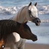 soltan_4008