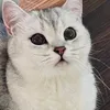 meows0440