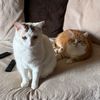 SIMBA & NALA