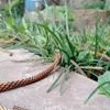 adasira25