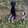 3_hellhounds