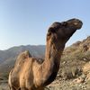 sahal_zanab